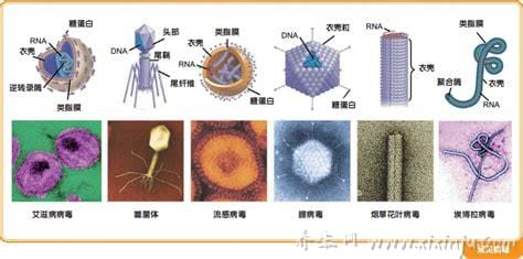 dna病毒和rna病毒的区别