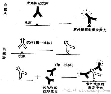 间接免疫荧光法,主要用于自身免疫性疾病的筛查