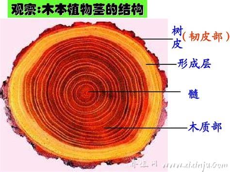 木质部和韧皮部的区别，归属不一样/成分不同/效果不同等