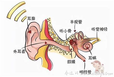  听觉形成的过程,通过介质到达外耳道,然后到达耳膜,通过听小骨的放大传递到内耳