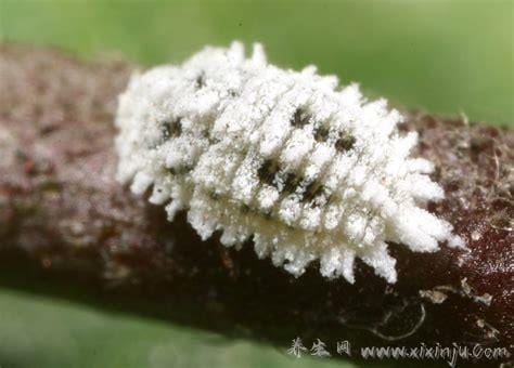 粉蚧的治疗方法,蚊香法/风油精/灰水