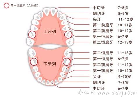 儿童掉牙齿的年龄和顺序,6-8岁/8-9岁/9-10岁