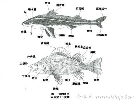 软骨鱼和硬骨鱼的区别,不同的骨头/不同的特点/不同的分类