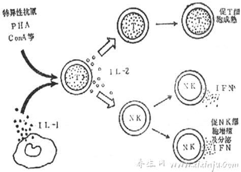 IL-2是什么细胞因子,是T细胞的生长因子