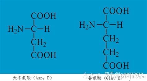 glu是什么氨基酸,是一种酸性氨基酸