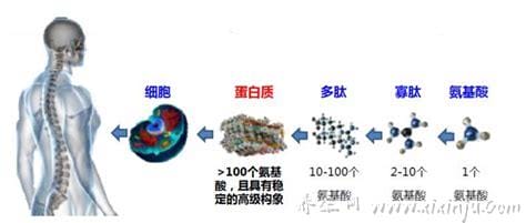 食物蛋白质的消化从哪里开始,一般从胃开始