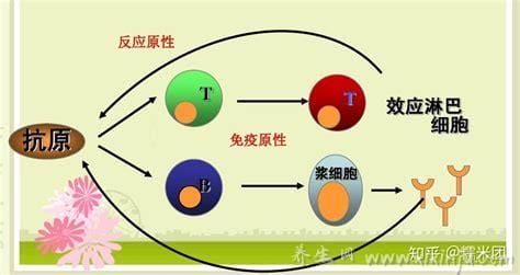 抗原决定簇名词解释,是抗原物质分子结构的表层或其他位置