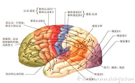 大脑哪个部位控制情绪,前半部分可以控制情绪