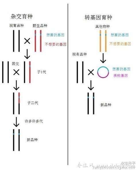 杂交与转基因的区别,性质不同/繁殖方式不同/结果不同