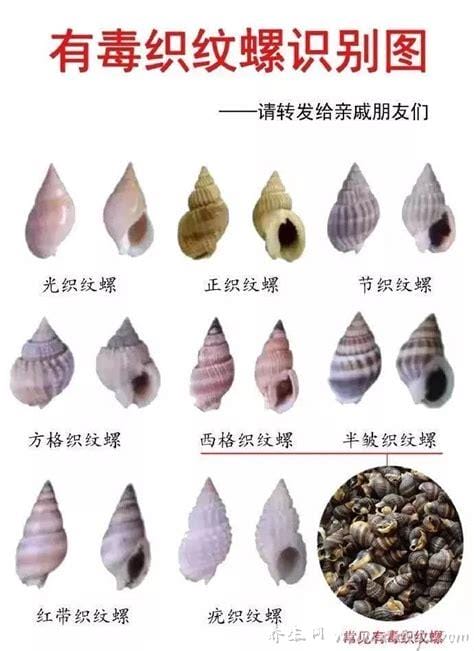 织纹螺和海螺丝区别,区别很大,织纹螺,中毒严重不能吃,海螺可以吃