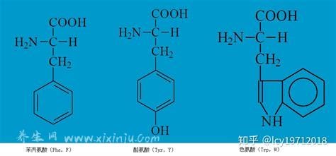 二胺的作用与功效,抗炎、保肝、降血脂、提高免疫力的作用