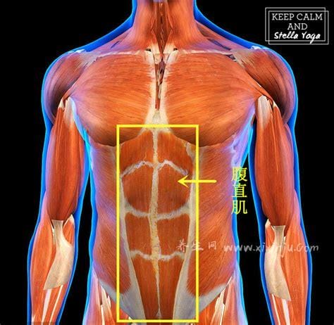 腹直肌中间的线叫什么,腹白线