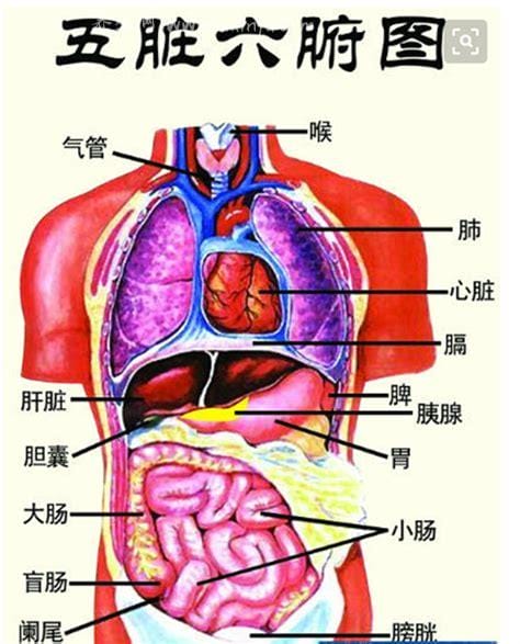 肝与五脏六腑的关系,一般是相互依存的