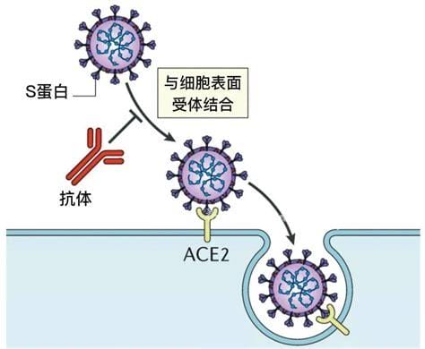 新冠疫苗cho细胞和vero细胞区别,主要是生产技术路线不同