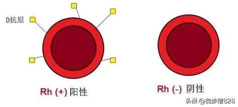 rhd血型阳性好还是阴性好,不是一概而论