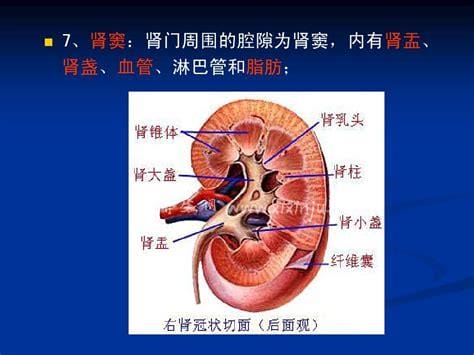 肾窦内含有哪些结构？包含神经、淋巴管、肾血管、肾盂、肾小管和脂肪组织等