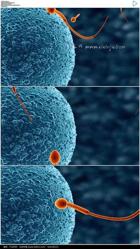 精子入卵的三个反应是什么,有基础体温升高、食欲不振、丰胸