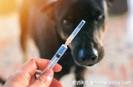 打完狂犬疫苗后悔死了,并非终身免疫