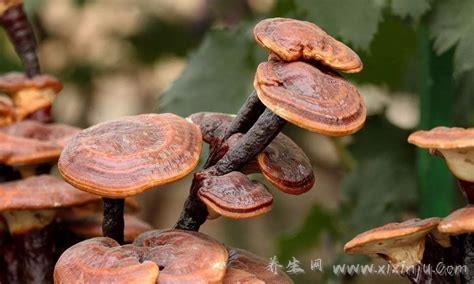 肿瘤最怕三种草药,分别是金针菜、虫草和青蒿