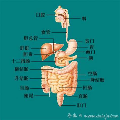 胃在哪个位置图,胃的位置图解让你精准找到