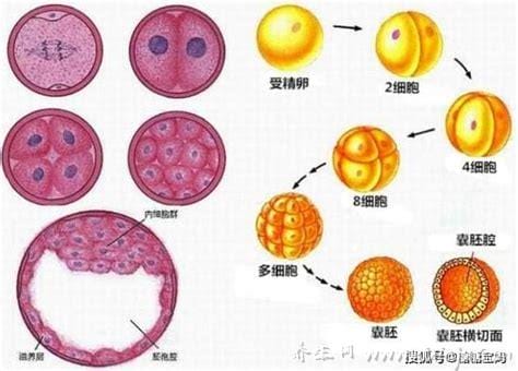 从射入到着床需要多久,大约需要6-10天(和精子质量/环境相关)