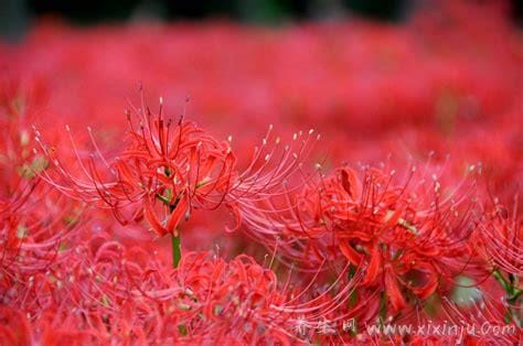 彼岸花的寓意和花语,寓意死亡和重生(阴间之花)