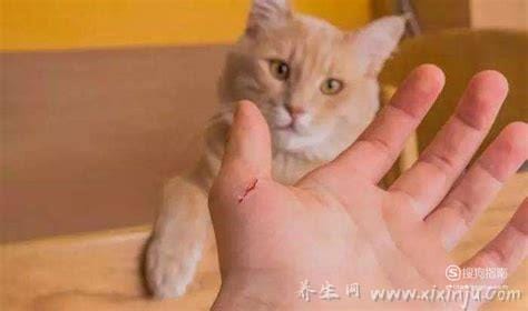 10种图片猫抓破皮不需要打针,伤口部位皮肤没有破损或已接种