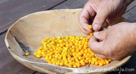 查拉皮塔辣椒多少钱一斤为啥那么贵,每斤30-50元之间