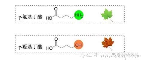 γ—羟基丁酸制作太简单,只要简单6个步骤搞定