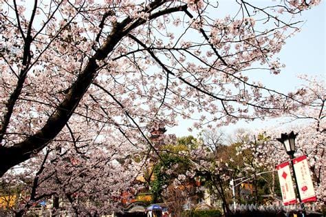 鸡鸣寺的樱花开了是什么意思,不可能发生的事发生(反季节樱花极其罕见)