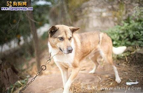 中华田园犬为什么禁养,有安全隐患不适合养在城市里