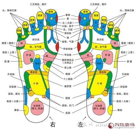 脚的各个部位详细图,脚的结构精堪绝伦(被誉为解剖学上的奇迹)