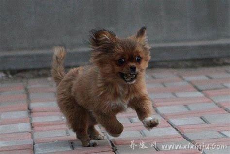 蝴蝶犬为什么禁养,蝴蝶犬并非禁养犬种(实际友善可爱)