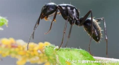 蚂蚁放进微波炉里加热会死吗,蚂蚁太小不会死(电磁波照不到它)