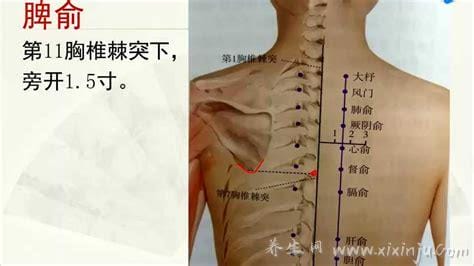 脾俞的准确位置图(位置／应用／注意事项)