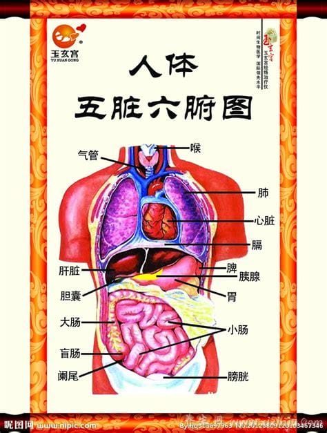 人体器官分五脏六腑器官分布图,五脏／六腑／总结