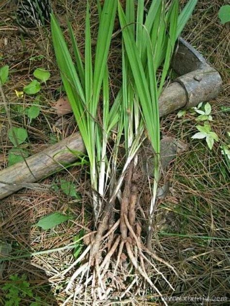 茅草功效(清火／防治风寒／祛湿消肿)