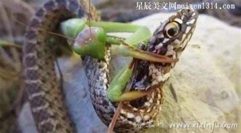 蛇为什么怕螳螂,蛇的耳朵／螳螂的攻击方式／螳螂的外形和行为