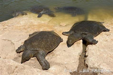 吃甲鱼千万要注意七大禁忌(不宜常吃／不宜与一些食物一起食用)