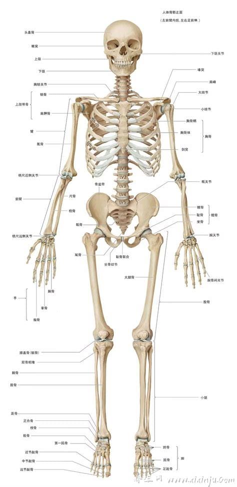 全身人体骨骼结构图解超清,整体结构／头骨／躯干骨
