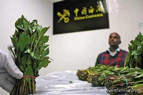 新型毒品阿拉伯茶图片,外形像茶叶和苋菜千万别碰