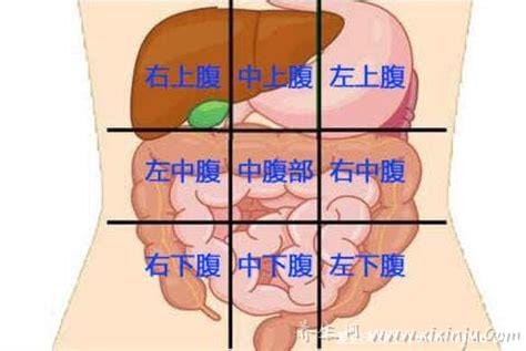 女性下腹疼痛部位图解,左下腹盆腔炎等妇科炎症/右下腹阑尾炎