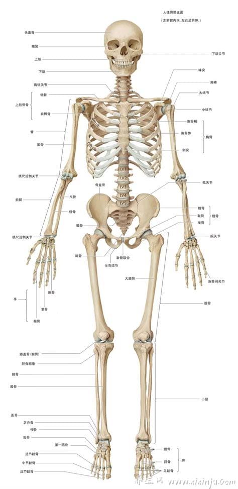 超详细人体骨骼结构图,206块骨头组成的人体骨架