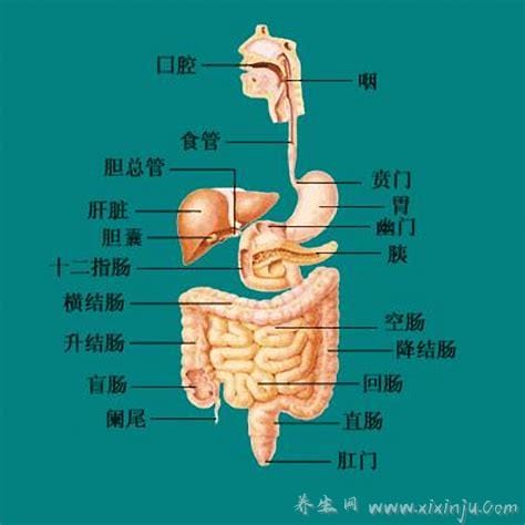 胃在什么位置图片,胃在左肋骨下及腹部中上区域