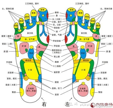 脚的各个部位详细图,脚弓/脚/背/内脚背/外脚背/脚底各有功效