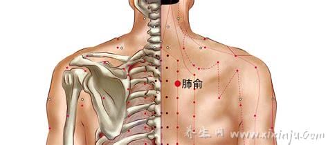 肺俞的准确位置图片,位于第三胸椎和肩胛骨之间主治咳喘