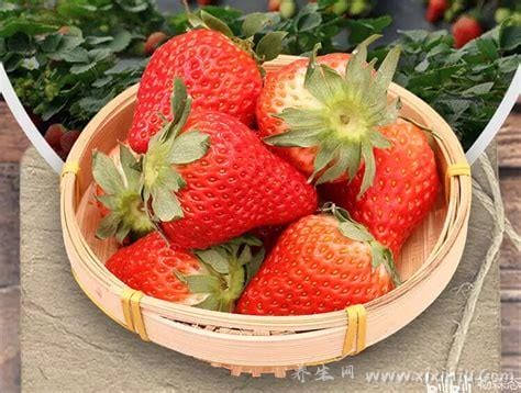 草莓是不是减肥水果,适量食用有助于减肥(不宜多吃伤肠胃)