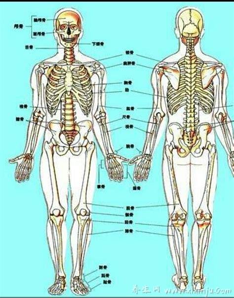 身体构造图是怎样的,人的身体部位构造图介绍