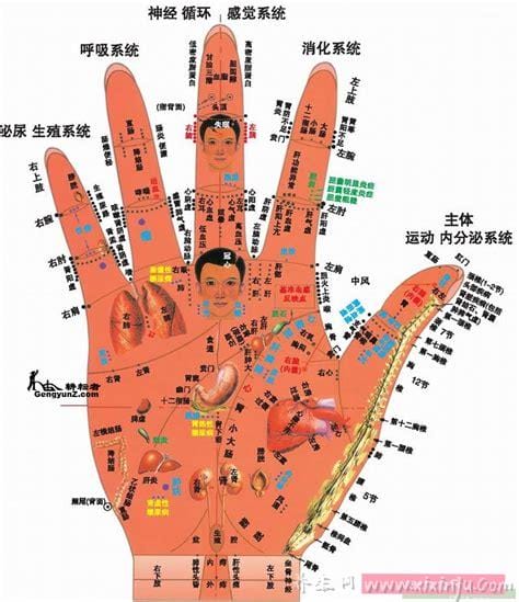 手部反射区图解与疾病高清图大全,手部6大经络清晰图片