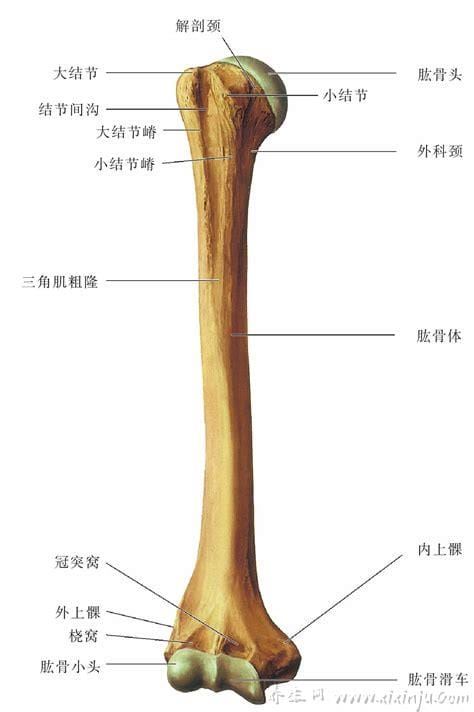 肱骨在哪个位置图片,人体连接肩部和上臂的粗壮骨头(示意图)
